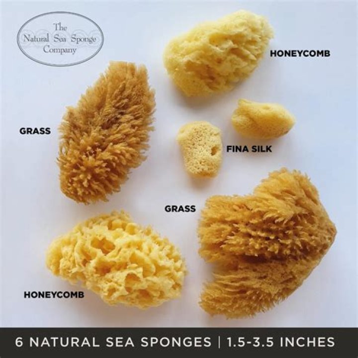 Are natural sea sponges sanitary?