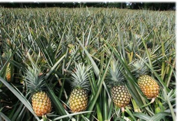 Are pineapples high in fat?