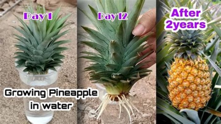 How is a pineapple grown?