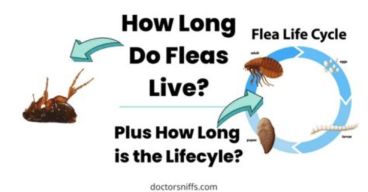 How long can a citizen live outside the US?