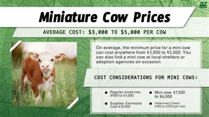 How much can you sell a cow/calf for?