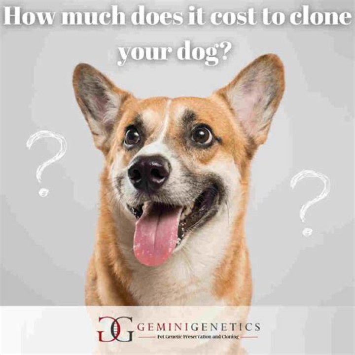 How much does it cost to put your dog through protection training?