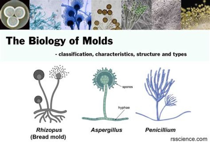 How was Penicillium discovered?