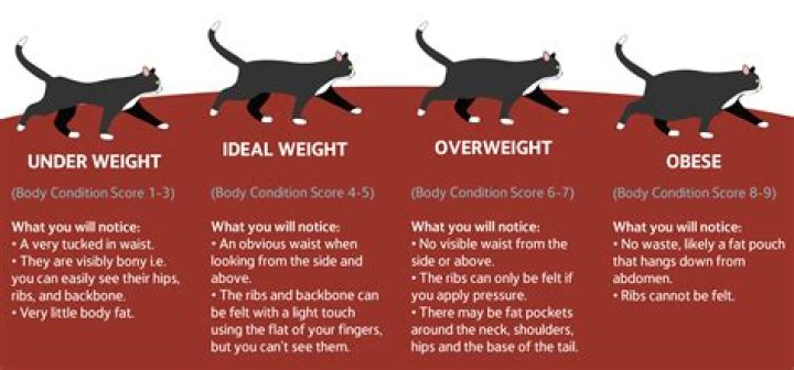 What is considered a live load?